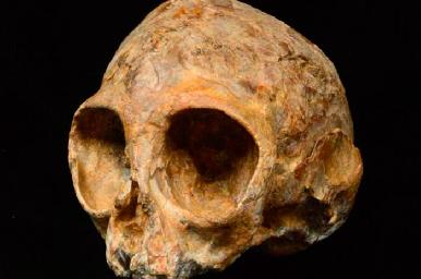 Hallan especie de primate que sería el ancestro de los simios y humanos