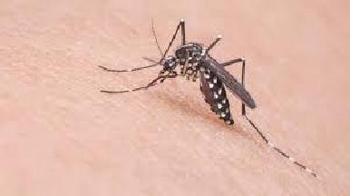 Llama IMSS Sonora a tomar acciones para prevención del dengue