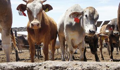 Estados Unidos autoriza de urgencia fármacos animales para combatir al gusano barrenador