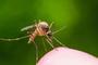 Reportan nuevo mosquito invasor en Yucatán que puede provocar dengue, chikungunya, Zika y fiebre amarilla