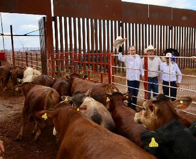 Gobernador Durazo reanuda exportación de ganado a Estados Unidos; Sonora es el primer estado en México