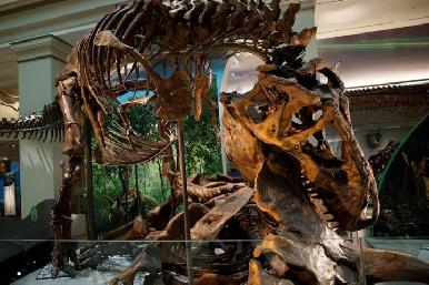 Museo de Washington mostrará esqueleto auténtico de un Tyrannosaurus rex