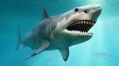 Alertan en Guaymas por tiburón de cinco metros de largo