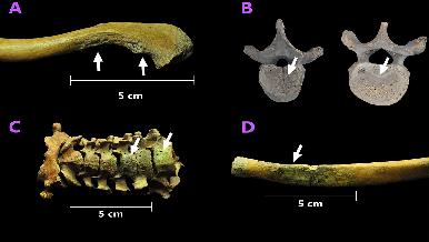 Identifican a la primera generación de africanos que llegó a América