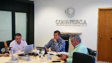 Impulsa Conapesca certificación de plantas procesadoras de medusa bola de cañón para exportar a China