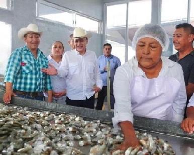 Gobernador Durazo posiciona a Sonora como líder nacional en producción de camarón