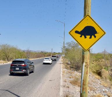Instala Ayuntamiento de Hermosillo señalamientos preventivos por cruce de tortugas en el Vado del Río
