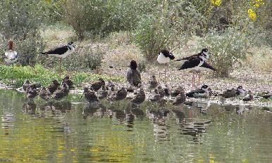 Busca Gobierno de Hermosillo que Ecoparque sea declarado Área Natural Protegida