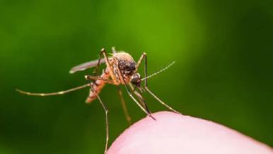 Reportan nuevo mosquito invasor en Yucatán que puede provocar dengue, chikungunya, Zika y fiebre amarilla