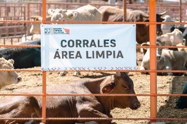 Gobierno de Sonora logra reapertura del cruce ganadero en Agua Prieta tras reconocimiento de estatus sanitario