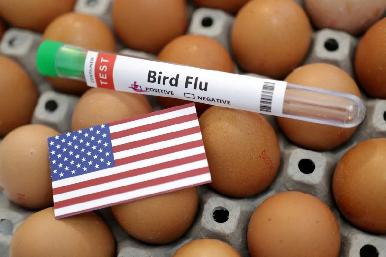 La gripe aviar infecta a aves de corral de Arkansas mientras aumentan los casos en EE.UU.