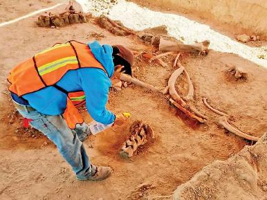 Aumentan hallazgos en Santa Lucía; rescatan más de 40 mil huesos de mamut, camello y caballo
