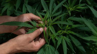 Senado discute sobre la legalización de la marihuana en México