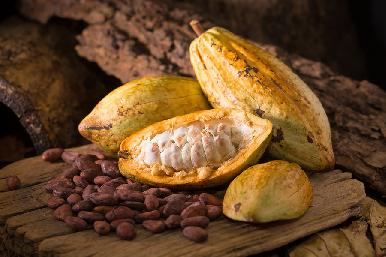 El cacao, eje del Primer Festival de Cultura Alimentaria