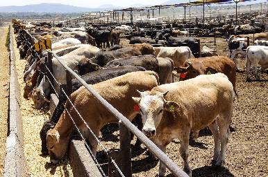 Subastas ayudan a subsanar ligeramente pérdidas de ganaderos sonorenses