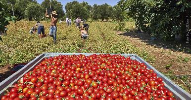México responde a Trump por aranceles al tomate: ‘Afectará los bolsillos de los estadounidenses’