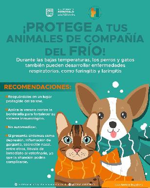 Llama Gobierno de Hermosillo a proteger a animales de compañía durante temporada invernal